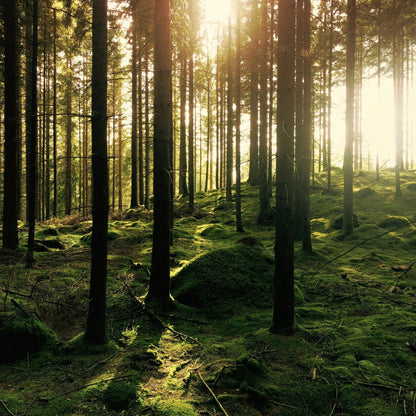 Forêt de résineux, d'où viennent les fibres de bois du Valchromat de la Wood Serie EDERRAK