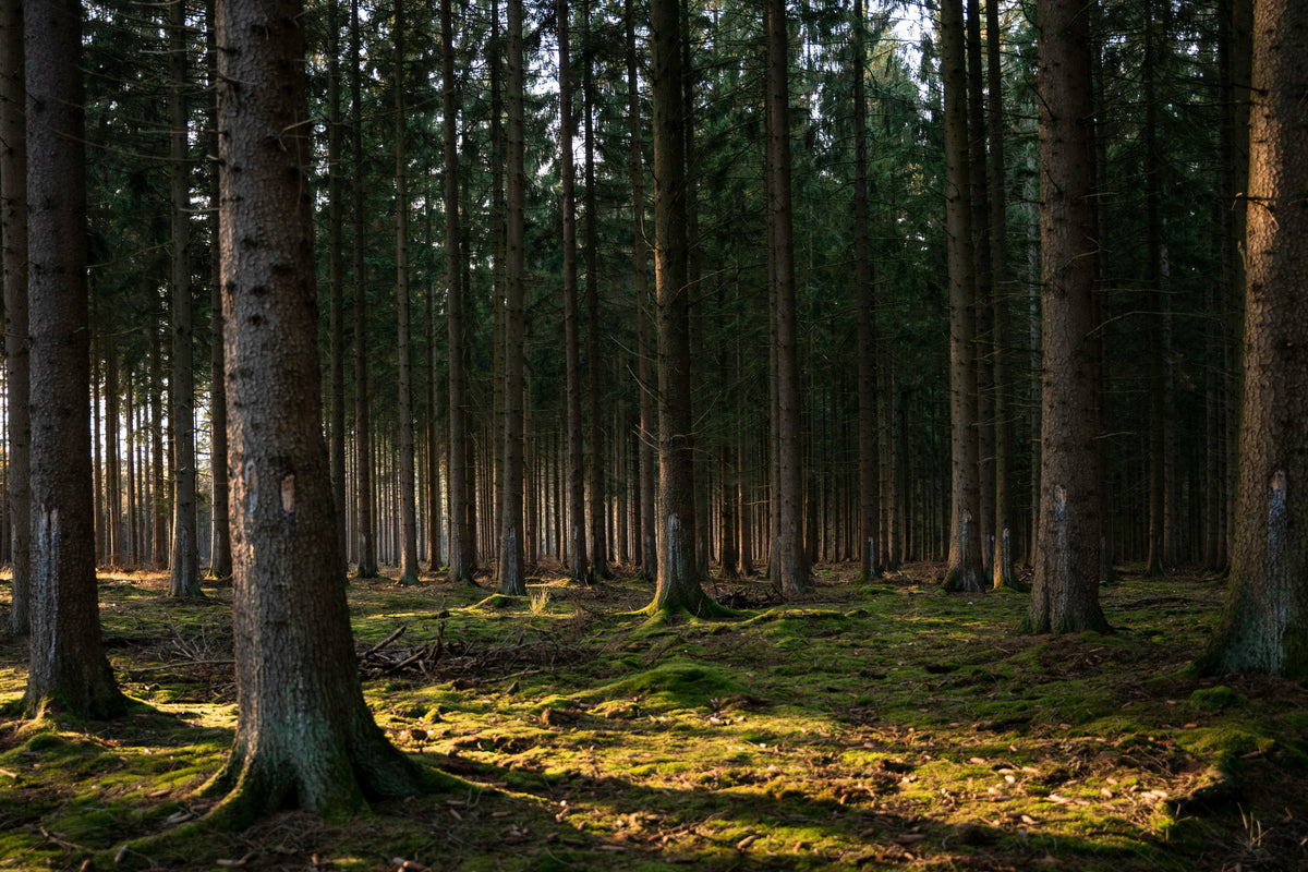 Forêt de résineux, origine des fibres de bois du Valchromat de la Wood Serie EDERRAK