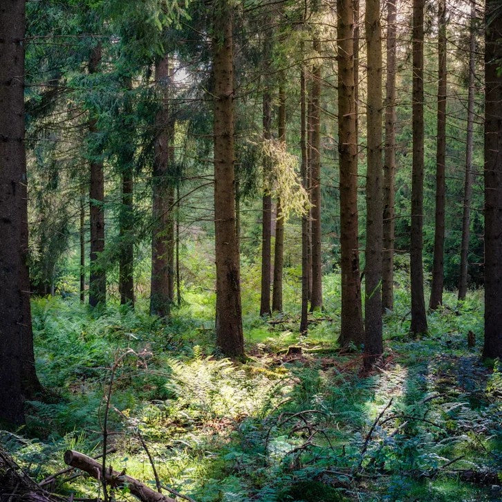 Sous-bois de résineux, origine des fibres de bois de la Wood Serie EDERRAK