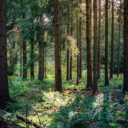 Sous-bois de résineux, origine des fibres de bois de la Wood Serie EDERRAK